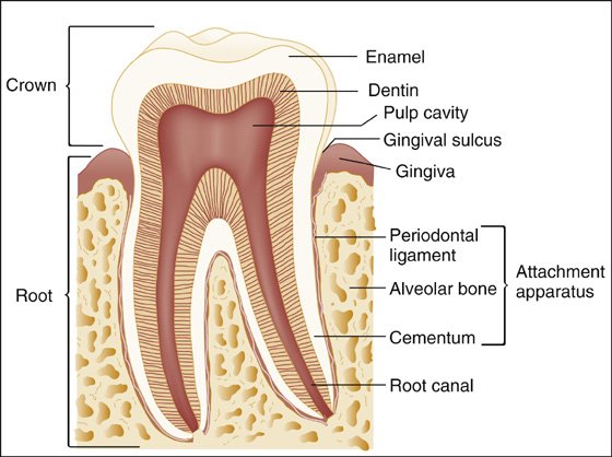 Endodontist in Varanasi