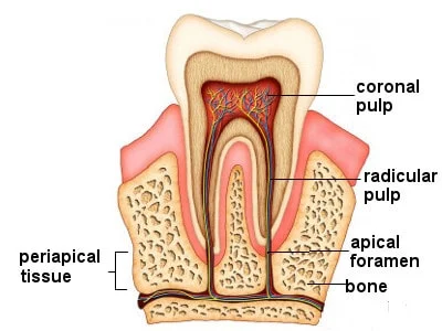 Advanced Endodontics